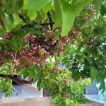 Henry ở Côn Đảo, Bà Rịa - Vũng Tàu - Hello