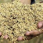 Ten chu co ở Quận 8, TP Hồ Chí Minh - Hạt thóc giữa đàn gà