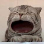 Tấn Phát ở Thủ Đức, TP Hồ Chí Minh - Muốn tìm Fwb tâm sự