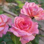 Lê Văn ở Hải Châu, Đà Nẵng - Chân Thành