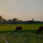 Herin Cibe ở Phú Bình, Thái Nguyên - Tìm fwb,ons