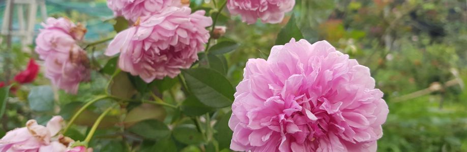 Lê Văn Cover Image