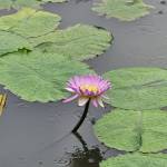 tim ban gay top bot Phương