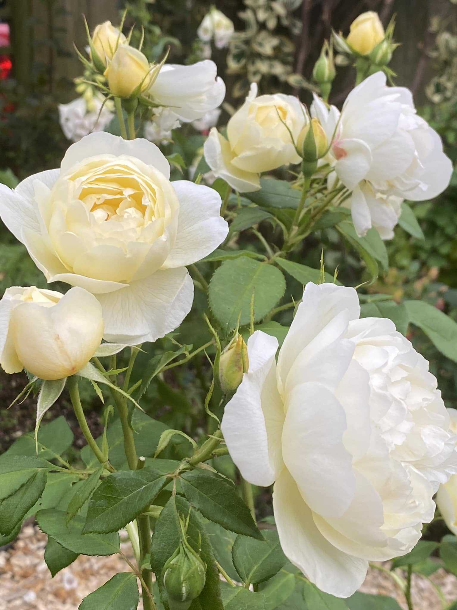 Lê Văn (Nam) Độc thân - Tìm bạn đời nghiêm túc tại Hải Châu Đà Nẵng