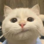 Tài ở Bình Sơn, Quảng Ngãi - Cao to sạch sẽ lịch sự cv ổn đ