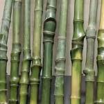 Long ở Hà Giang, Hà Giang - Không có gì đặc biệt