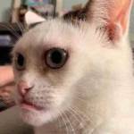 Bảo ở Tân Uyên, Bình Dương - Mún tìm bạn