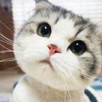 Đàm Đức ho ở Ea Súp, Đắk Lắk - Cao to đẹp trai