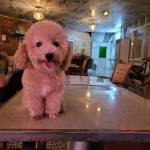 Trường - tim ban trai da ly hon qua so dien thoai