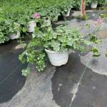 Tuananh ở Bảo Lâm, Lâm Đồng - Bình thương đơn gian thích dâm