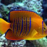 Nguyễn Võ  ở Quận 2, TP Hồ Chí Minh - sinhvien