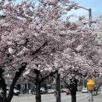 Thanh ở Quận 1, TP Hồ Chí Minh - Vui vẻ , Hoà Đồng với mọi ngườ