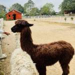 Nguyễn Duy ở Vinh, Nghệ An - Hiii