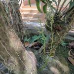 tâm sự với người lạ tên Lenam