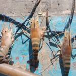 Chien ở Bình Tân, TP Hồ Chí Minh - Hòa đồng