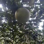 Kimhuynh ở Bình Tân, TP Hồ Chí Minh - Mình vui vẻ, hòa đồng thân thi