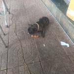 Tý từ Ty ở Pleiku, Gia Lai - Huhu hihi ???