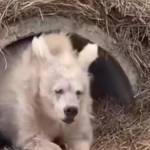 hung ở Quận 9, TP Hồ Chí Minh - .