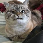 Thế vĩ ở Ninh Kiều, Cần Thơ - Hi