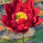 Ngọc ở Vũng Liêm, Vĩnh Long - Đơn giản