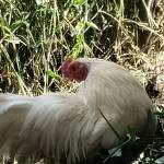 Huy ở Bình Tân, TP Hồ Chí Minh - Kg có gi