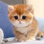 Ryu ở Thái Nguyên, Thái Nguyên - Tìm FwB