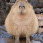 Trà My ở Cầu Giấy, Hà Nội - xin chào rất vui được làm quen