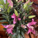 Vuvannghia ở Bắc Ninh, Bắc Ninh - Tìm bạn gái tâm sự