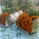 Nguyễn tha ở Cái Bè, Tiền Giang - Vui vẻ