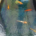 Nam ở Quy Nhơn, Bình Định - Thích thú cưng