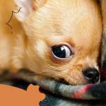 Dương ở Rạch Giá, Kiên Giang - Hiền lành