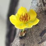 Đồng ở Long Khánh, Đồng Nai - Kkkk