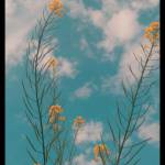 Nam ở Châu Thành, Trà Vinh - ....