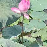 Son ở Quận 1, TP Hồ Chí Minh - Đơn giản