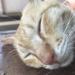 Sơn Thái ở Đà Lạt, Lâm Đồng - Hài hước đôi khi nhát gái