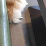 Trần Phát Profile Picture