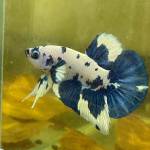 Văn sang ở Biên Hoà, Đồng Nai - Kbzl mình 0386027075