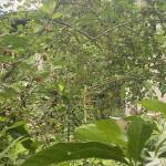 Khang ở Tân Biên, Tây Ninh - Bình thường