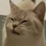 Nguyen Lon ở Tân Bình, TP Hồ Chí Minh - Mình dâm và mong bạn cũng vậy