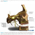 Trần Tài ở Quận 11, TP Hồ Chí Minh - Vui vẻ, khỏe mạnh, dẻo dai