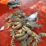 Nguyễn Thanh tâm - tim ban trai da ly hon qua so dien thoai