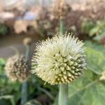 Vượng ở Yên Lạc, Vĩnh Phúc - Ít nói, dễ gần