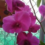 Tuan HM ở Hóc Môn, TP Hồ Chí Minh - Bình thường