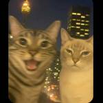 Liêuuuui ở Bà Rịa, Bà Rịa - Vũng Tàu - To khoẻ