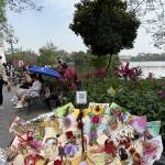 Hoàng awn  ở Cửa Lò, Nghệ An - Bình thường