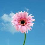 hua quan h ở Liên Chiểu, Đà Nẵng - lam ban nhe.