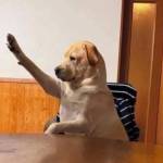 tim ban gay top bot Tấn Tài