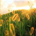 Trần hùng Profile Picture