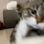 Yuta ở Ngũ Hành Sơn, Đà Nẵng - không xấu