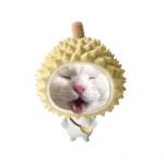 Nguyn di ở Lê Chân, Hải Phòng - Tìm Fwb